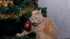 ¿Por qué mi gato ataca el árbol de Navidad? El truco para evitar que tu mascota lo destruya