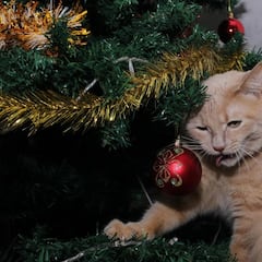 ¿Por qué mi gato ataca el árbol de Navidad? El truco para evitar que tu mascota lo destruya