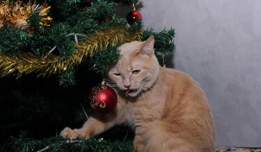 Los mejores consejos para evitar que las mascotas tiren el árbol de Navidad este 2024