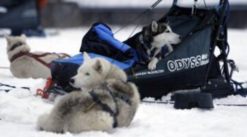 Bonitas imágenes de una de las carreras de trineos con perros más largas del continente. Cada año llegan a la aldea checa de Destne corredores de todas partes de Europa.