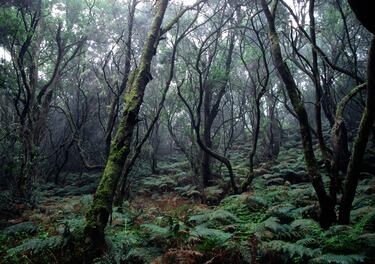 Este parque es extraordinario porque es uno de lo pocos ejemplos del mundo de bosques del Terciario (periodo geológico que comenzó hace 65 millones de años y terminó hacer 2,6 millones de años).  