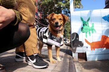 Tompkins Square Park es un parque de cuatro hectáreas del East Side de Manhattan en Nueva York donde se han reunido numerosos perros disfrazados para Halloween.