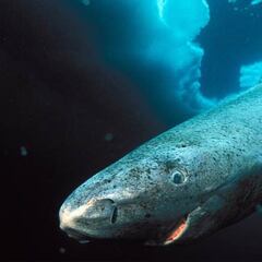 El animal que vive más de 270 años