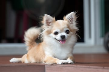 Los perritos chihuahua tienden a crear un estrecho v¨ªnculo con una o dos personas, con quienes se muestran curiosos, vivarachos e inteligentes, adem¨¢s de constantes y profundamente afectuosos.