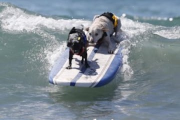 Surf Dog Contest en California.