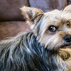 Reencuentran a un perro en Galicia después de 5 años