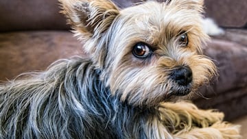 Imagen de la raza de perro Yorkshire. Foto (Pixabay)