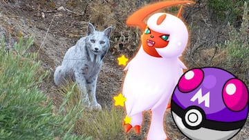 lince iberico leucistico pokemon absol shiny master ball