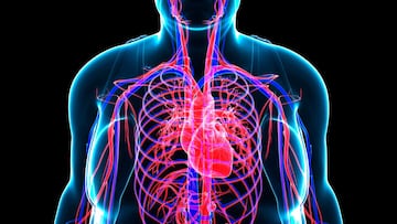 Revelan el mejor ejercicio para trabajar la circulación: ayuda a prevenir la trombosis