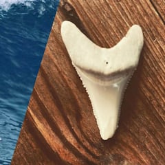 Chris Blowes consigue quedarse con el diente del tiburón que le atacó