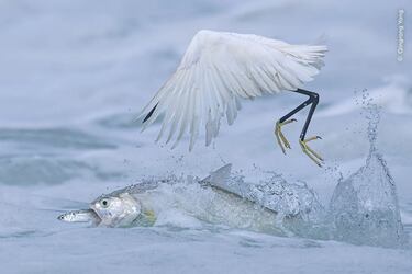Qingrong Yang ganó la categoría 'Comportamiento: Aves' con esta fotografía de un pez dama comiéndose un pez pequeño bajo la nariz de una garza.