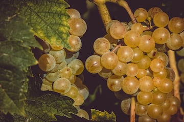 El origen de comer 12 uvas en Año Nuevo