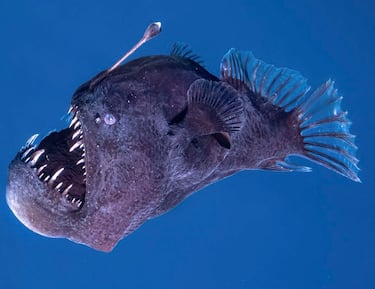 Like something out of a nightmare: the five most terrifying species of the deep sea