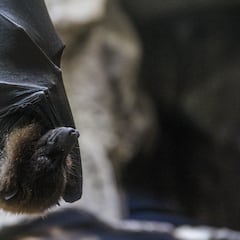 La OMS vigila como posible pandemia el virus Nipah: ya ha muerto una joven