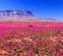 Chile se prepara para un Desierto Florido y las zonas donde se verá ya están confirmadas: novedades en las próximas semanas