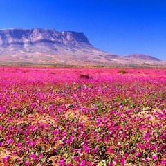 Chile se prepara para un Desierto Florido y las zonas donde se verá ya están confirmadas: novedades en las próximas semanas