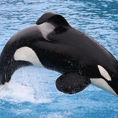 Kelly Slater pide prisión para los captores de la orca Lolita