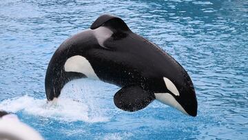 Kelly Slater pide prisi車n para los captores de la orca Lolita