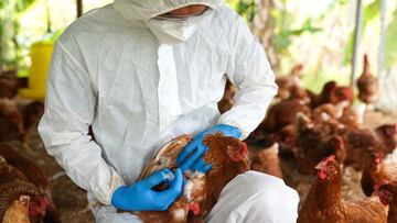Gripe aviar A(H5N2): qué es, cómo se contagia, síntomas y diferencias con la variante A(H5N1)