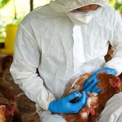 Gripe aviar A(H5N2): qué es, cómo se contagia, síntomas y diferencias con la variante A(H5N1)