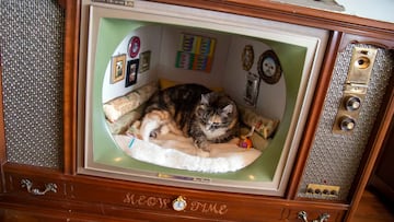 televisor television antigua casa de gatos