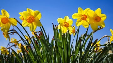 La primavera y el equinoccio tendrá una duración de 92 días, 18 horas y 49 minutos, posteriormente llegará el solsticio de verano para el 20 de junio.