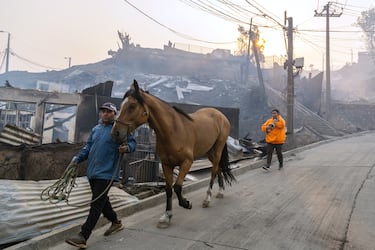 Un hombre conduce a su caballo junto a casas quemadas por incendios forestales cerca de Lirquen, Chile.