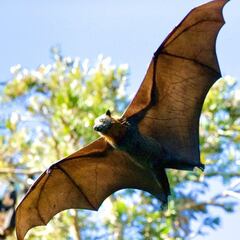 El cambio climático puede haber sido el detonante de la aparición del SARS-CoV-2