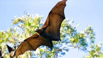El cambio climático ha favorecido la concentración de murciélagos en China.