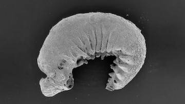 Descubren un fósil de 520 millones de años con cerebro y entrañas intactos que escondía un enlace entre el pasado y el presente
