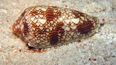Diver survives close encounter with sea souvenir: “Cone snails are very venomous and dangerous to humans”