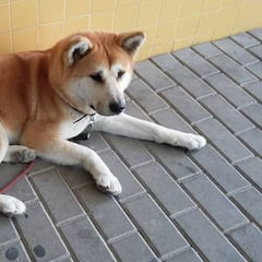 Maya y otros cinco perros que demostraron su lealtad a sus amos