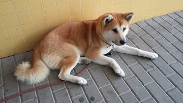 La perra Maya lleva tres d&iacute;as esperando a su due&ntilde;a Sandra Iniesta en la puerta del Hospital General Universitario de Elda. Repasamos otras cinco historias que demuestran la lealtad de los perros a sus amos.