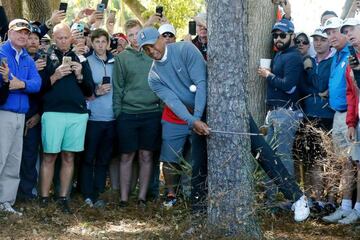 Branching out: the evergreen Tiger Woods