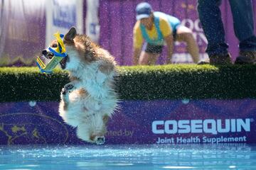 Bradie, un corgi, durante la competición.