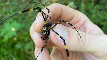 Joro Spider Ben Frick University of Georgia/AFP