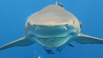 La sonrisa de Snooty, el tibur&oacute;n lim&oacute;n.