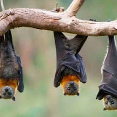 Existen otros tipos de coronavirus en murciélagos capaces de saltar a los humanos