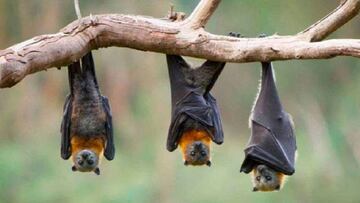 Existen otros tipos de coronavirus en murciélagos capaces de saltar a los humanos