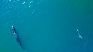 Once numbering in the hundreds of thousands, this whale was hunted to the point that no more could be found. The first has been spotted in almost 100 years.