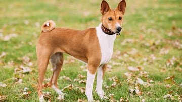 Basenji.