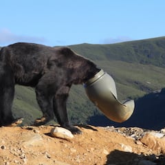 Liberan en León a un oso con la cabeza atrapada en un contenedor de plástico