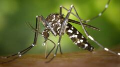 Dengue: tipos, cómo se produce, cómo prevenir y tratamiento