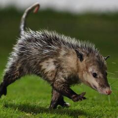 Un tlacuache invade la cancha en el Veracruz vs Puebla