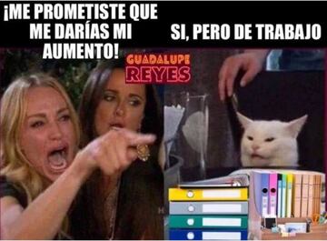 Meme gato