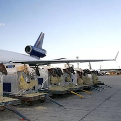 Un caballo se escapa dentro de un avión