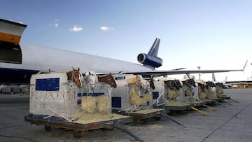 Un caballo se escapa dentro de un avión