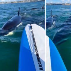 Terrifying orca encounter: woman battles fear while paddleboarding in New Zealand!