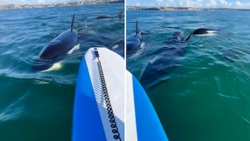 Terrifying orca encounter: woman battles fear while paddleboarding in New Zealand!