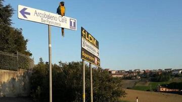 El loro Frankje espera a Michele Scarponi en el lugar donde el ciclista fue atropellado mortalmente por una furgoneta el pasado sábado por la mañana.